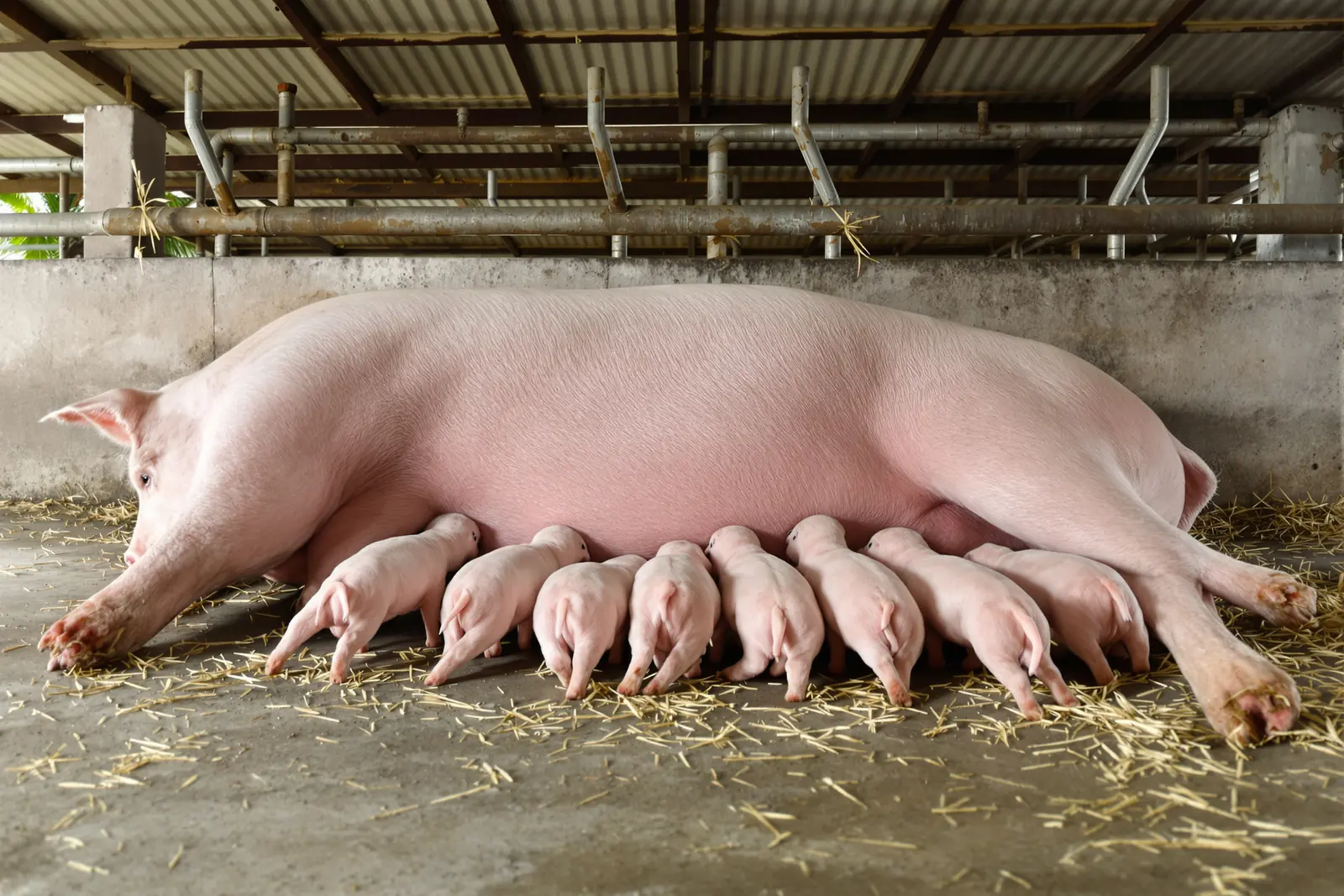 A sow lying on straw nursing a row of piglets