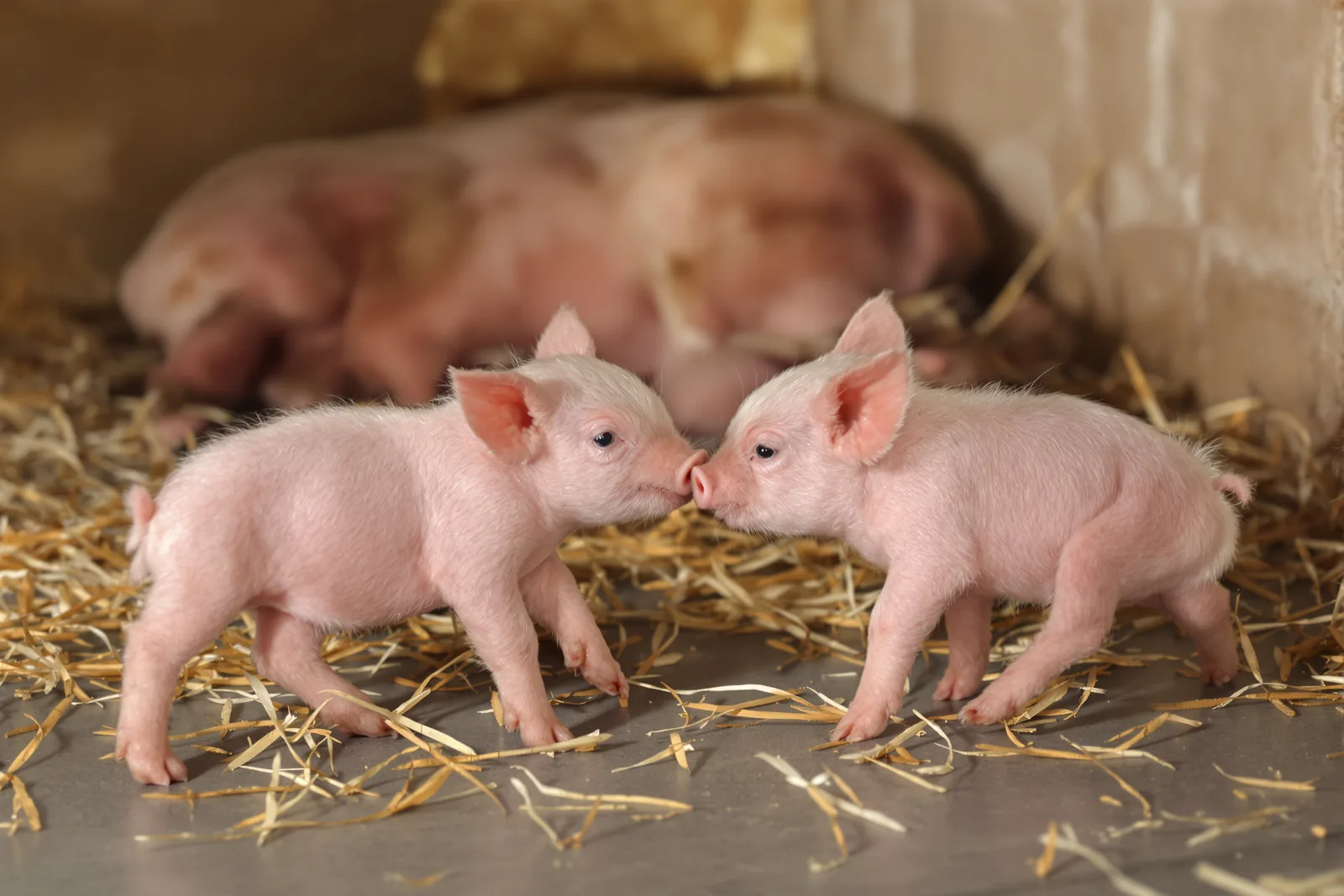 Two suckling piglets touching noses on straw, a sow resting behind