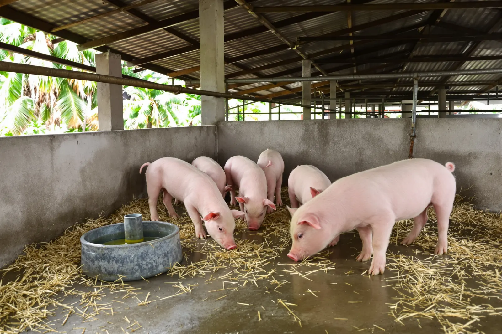 Weaned piglets sniffing rice straw in a concrete pen with a water bowl